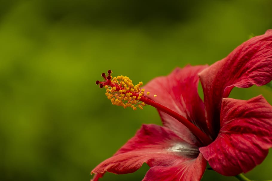 nature, flower, bella, plant, garden, flowering plant, fragility HD wallpaper
