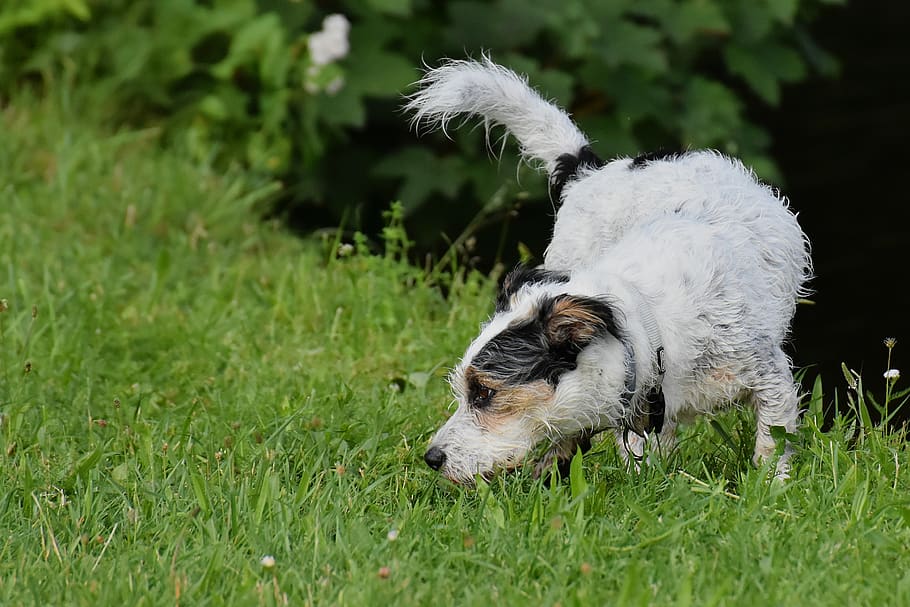 dog, play, meadow, pet, animal world, mammal, grass, animal themes HD wallpaper