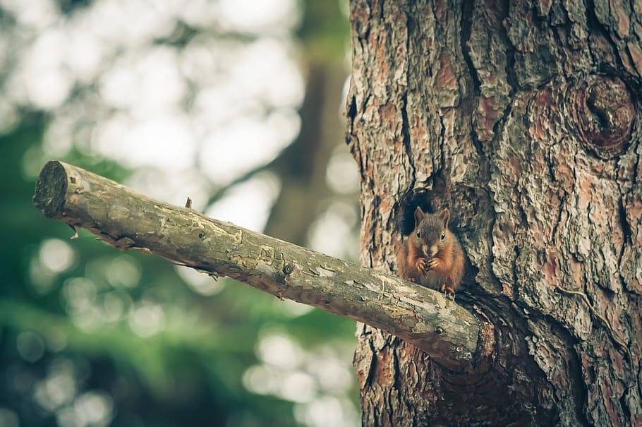 squirrel, nature, forest, animal, cute, rodent, animal world, HD wallpaper