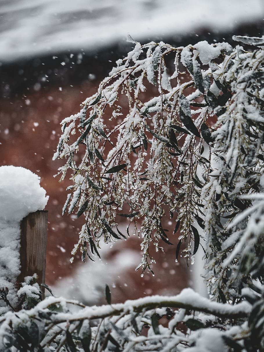 nature, outdoors, ice, snow, winter, frost, storm, blizzard HD wallpaper