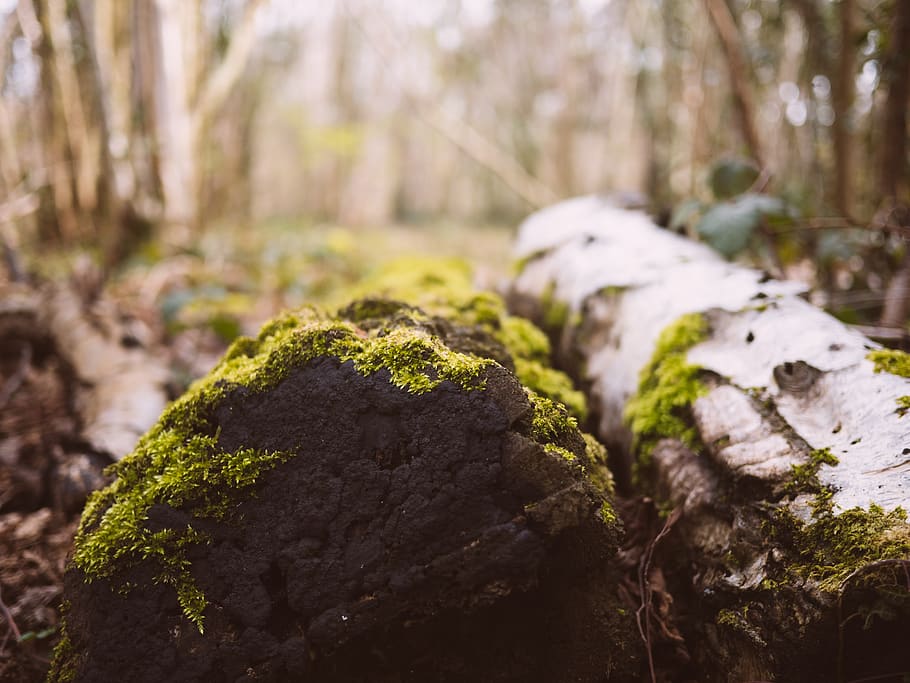 log, tree, branch, moss, woods, nature, outside, countryside HD wallpaper