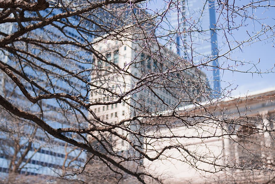 Tree, branches, buildings, bare tree, plant, nature, low angle view HD wallpaper