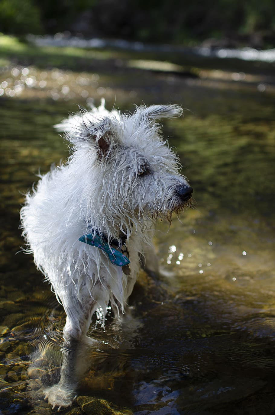 dog in a river, river dog, scruffy wet dog, dog adventure, white dog, HD wallpaper