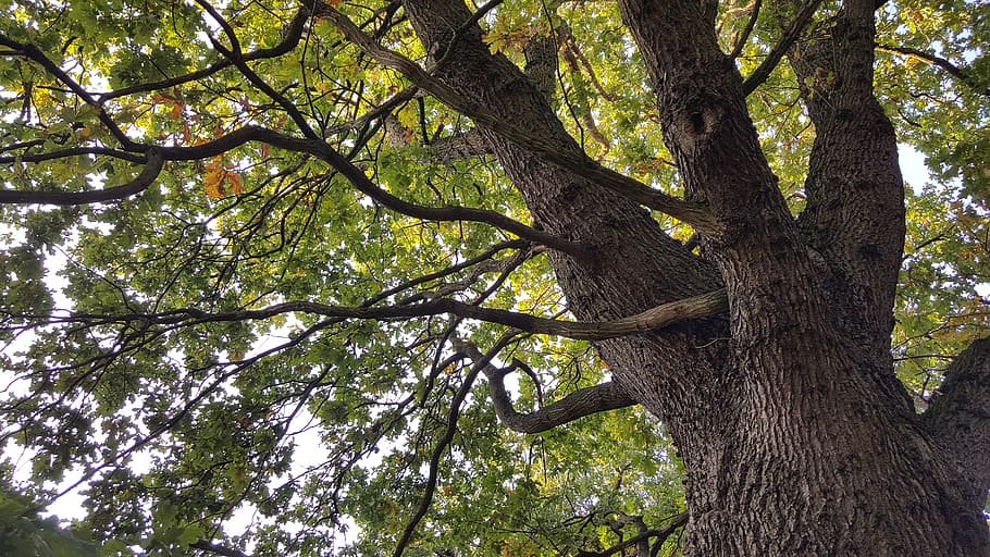 tree, tree trunk, plant, united kingdom, greater london, 129 grange rd HD wallpaper