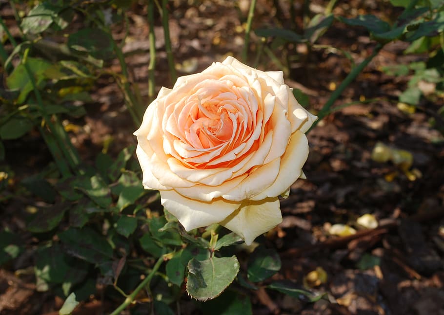 rose, flower, flowers, petals, nature, beauty, beauty in nature HD wallpaper