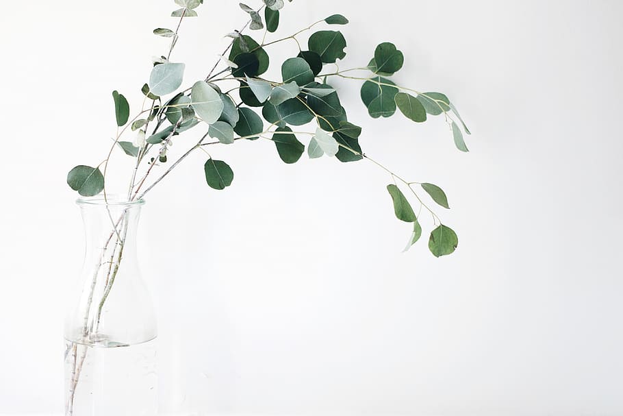 still, items, things, plants, vase, branches, leaves, minimalist HD wallpaper