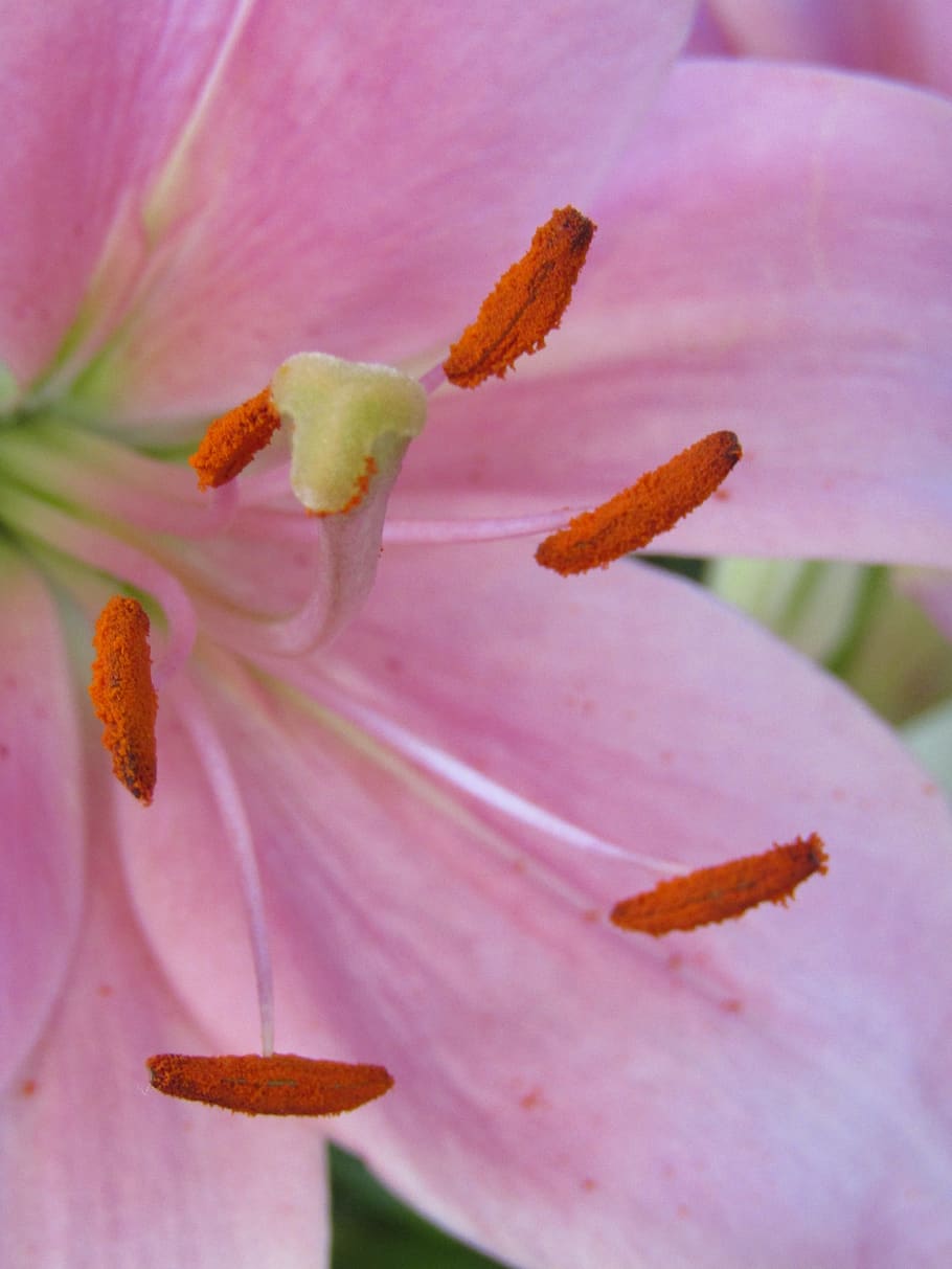 lily, pollen, blossom, bloom, flower, stamp, close up, plant HD wallpaper