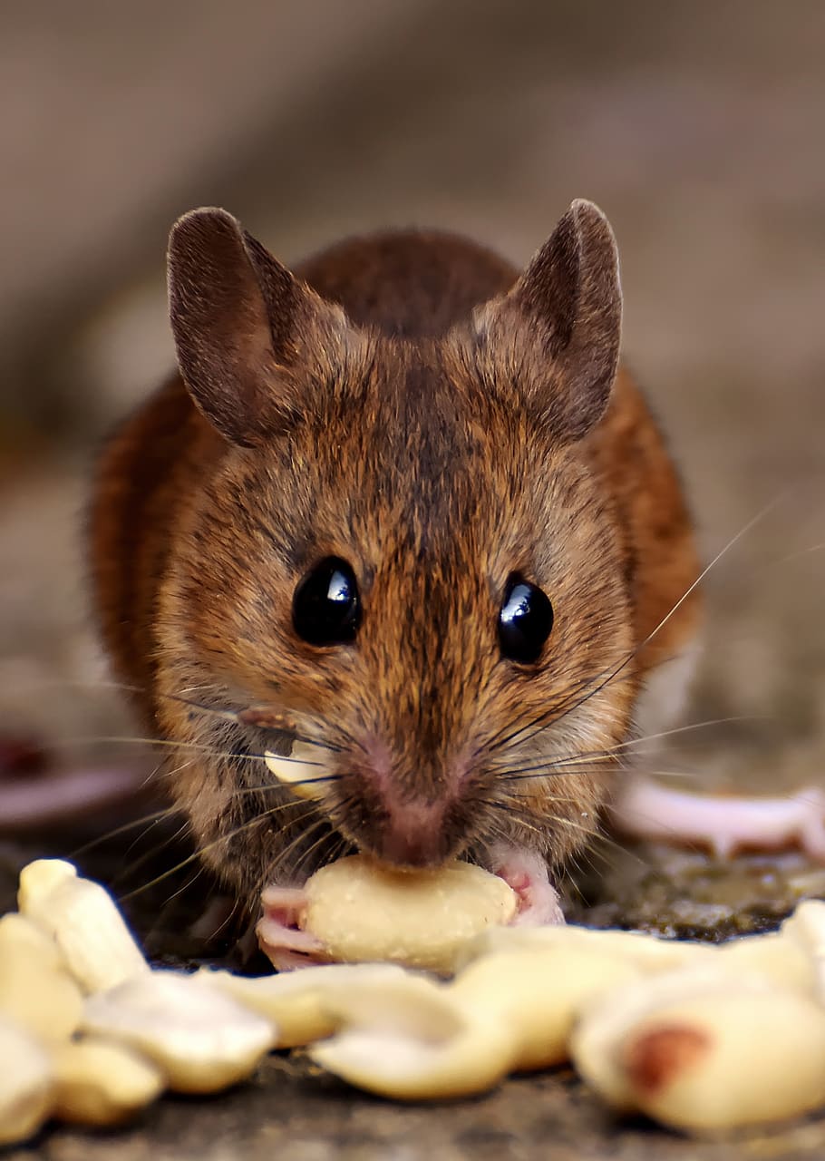 HD wallpaper: Brown Rat Eating Food, animal, animal photography, button  eyes | Wallpaper Flare