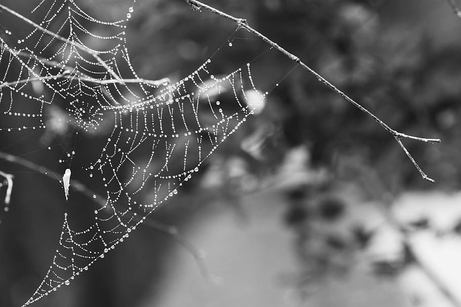 spider web, nature, cobweb, fragility, focus on foreground HD wallpaper
