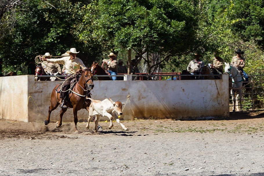 animal, horse, mammal, rodeo, person, human, cow, equestrian