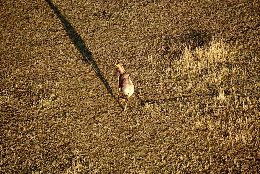goat running, animal, bird, ground, outdoors, arusha, serengeti national park HD wallpaper