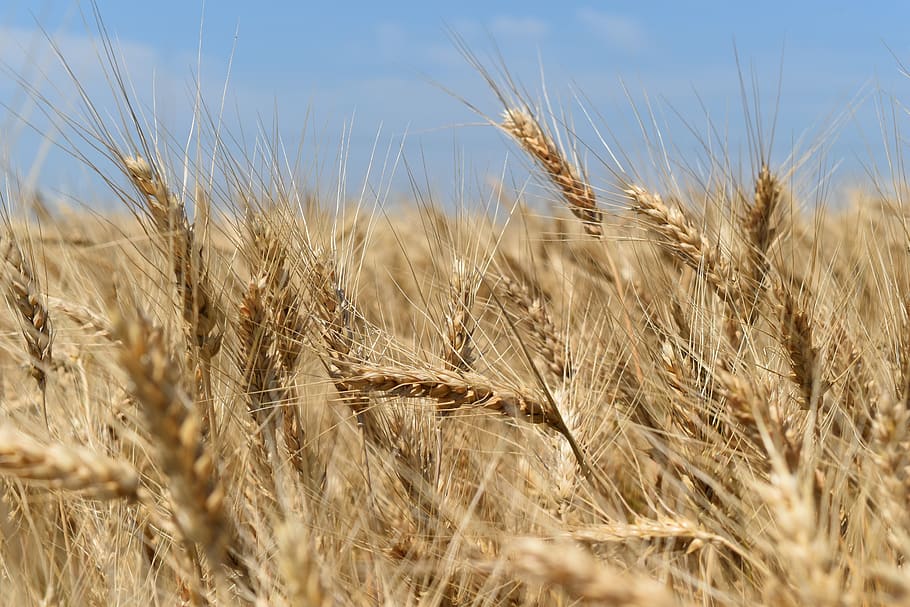 wheat, field, harvest, nature, cereals, wheat field, summer HD wallpaper