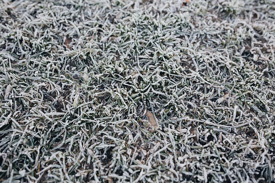 Frost covered grass in the morning, nobody, nature, winter, cold HD wallpaper