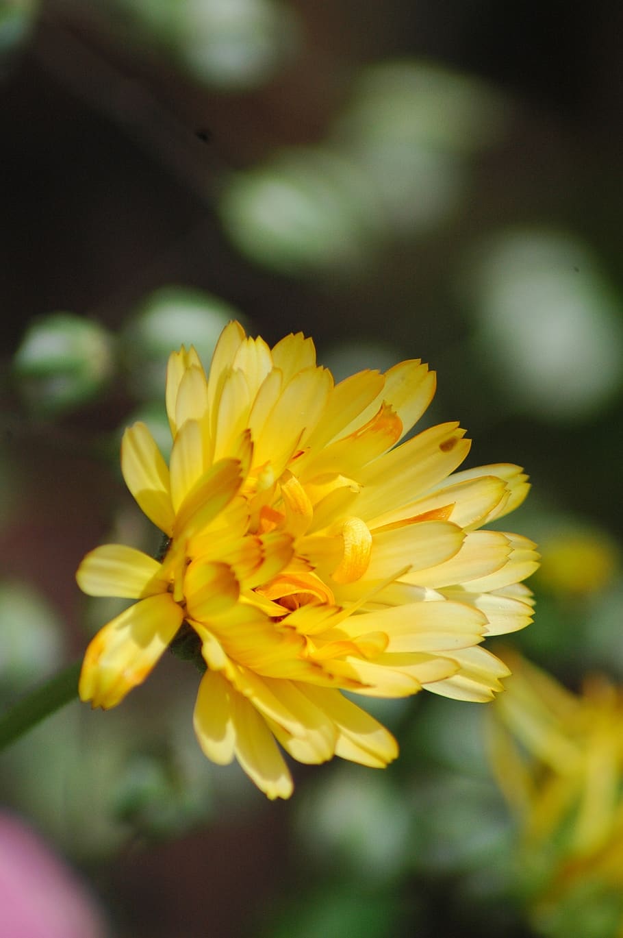 flowers, garden, yard, yellow, flowering plant, vulnerability HD wallpaper