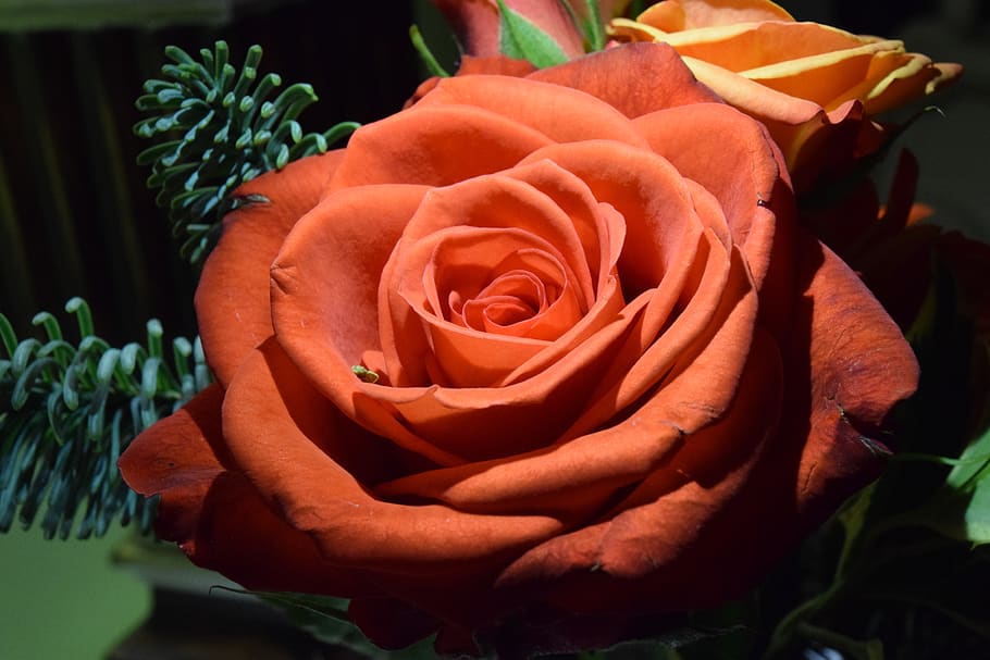 rose, orange rose, romantic, colorful, petals, floral, bouquet HD wallpaper
