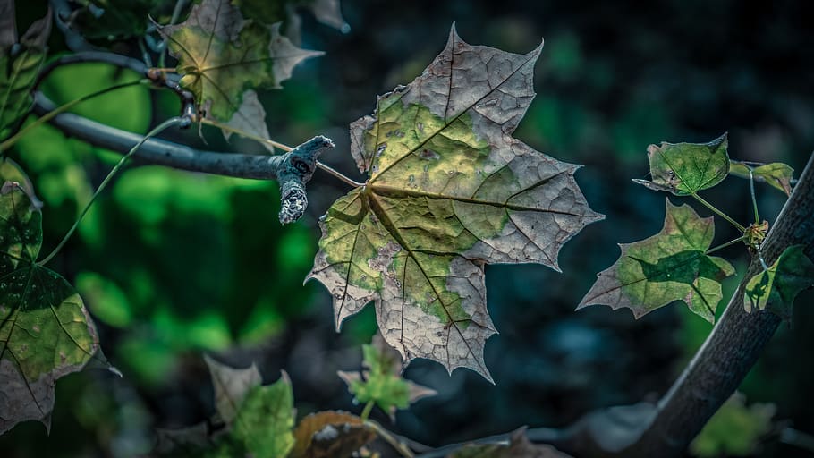 leaf, maple, autumn, nature, leaves, maple leaf, color, green HD wallpaper