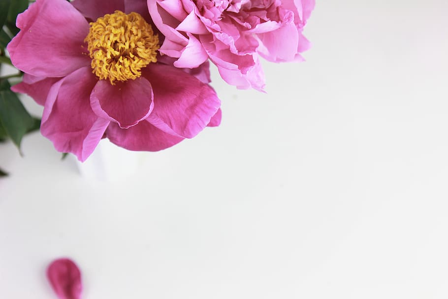 pink flowers, blossom, peony, plant, petal, paper, white, pollen HD wallpaper