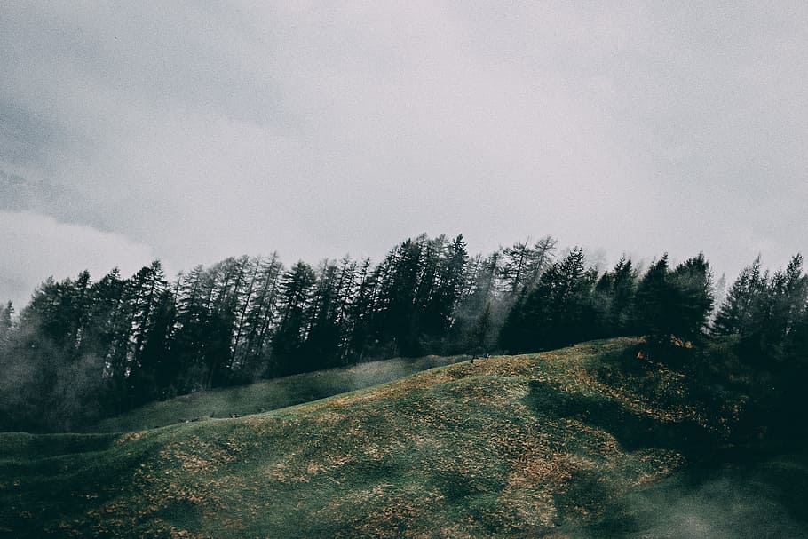 autumn, fog, forest, grass, gray, green, hills, leaves, trees HD wallpaper