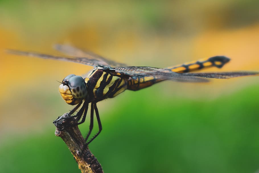 india, dragonfly, insect, macro, background, hd, wallpaper HD wallpaper