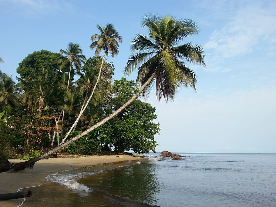 beach, sea, coast, tree, ocean, shore, vacation, lagoon, bay HD wallpaper
