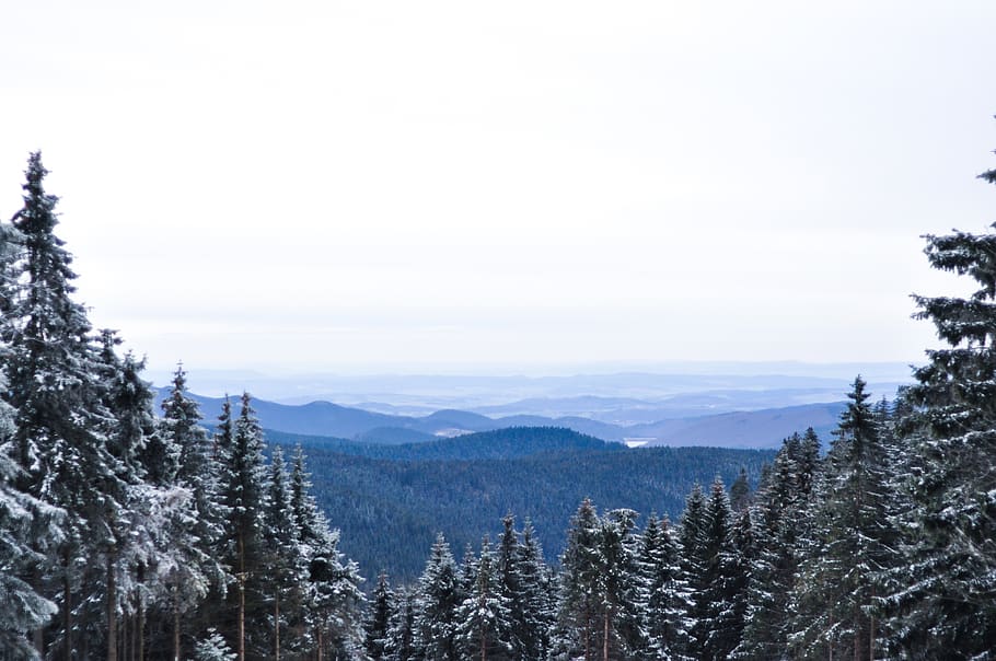 germany, harz, snow, trees, landscape, travel, nature, mountains HD wallpaper
