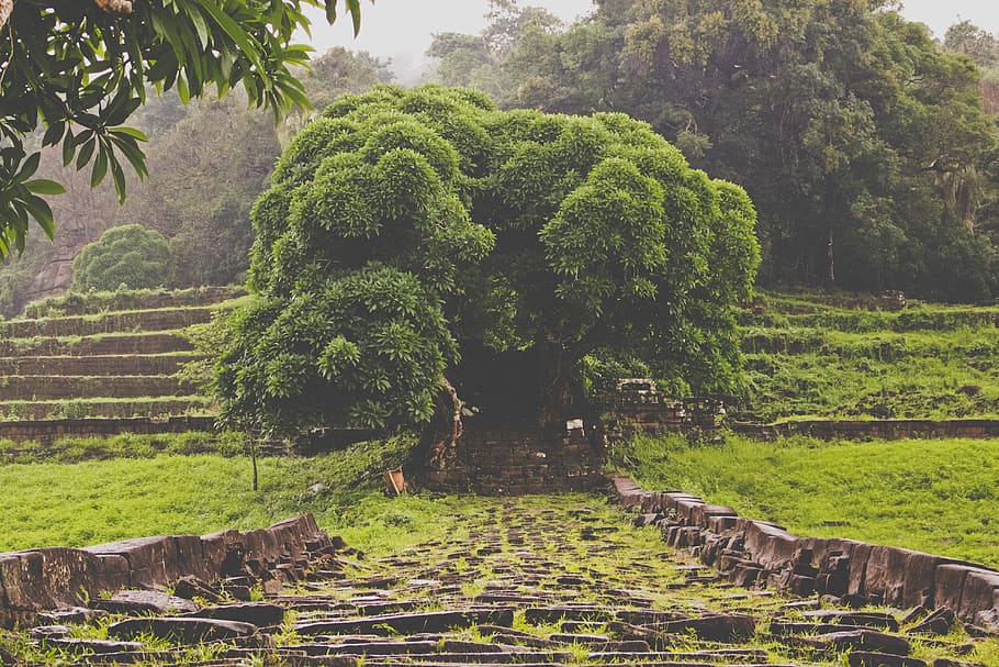 tree, asia, temple, forest, plant, growth, green color, nature HD wallpaper