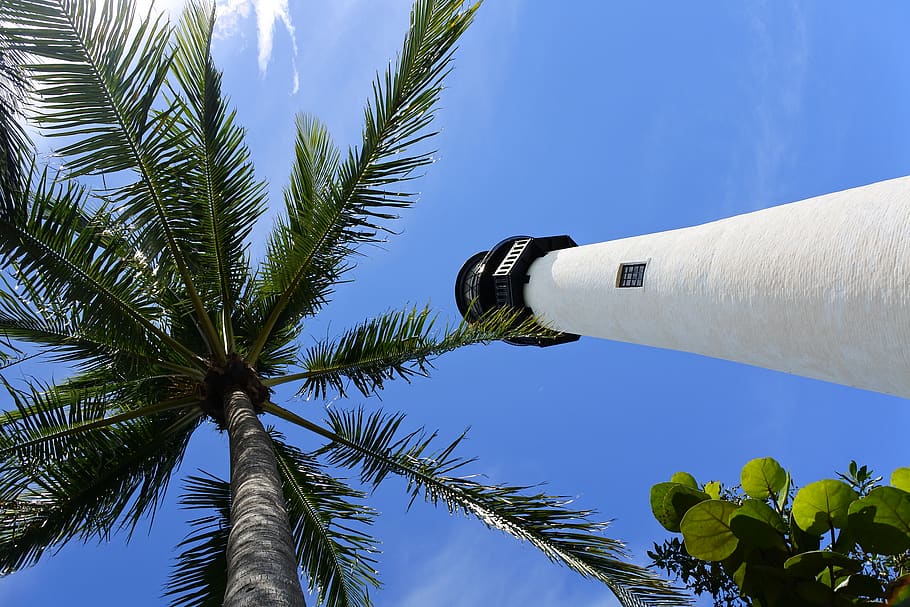 united states, florida, tropical climate, sky, palm tree, plant HD wallpaper