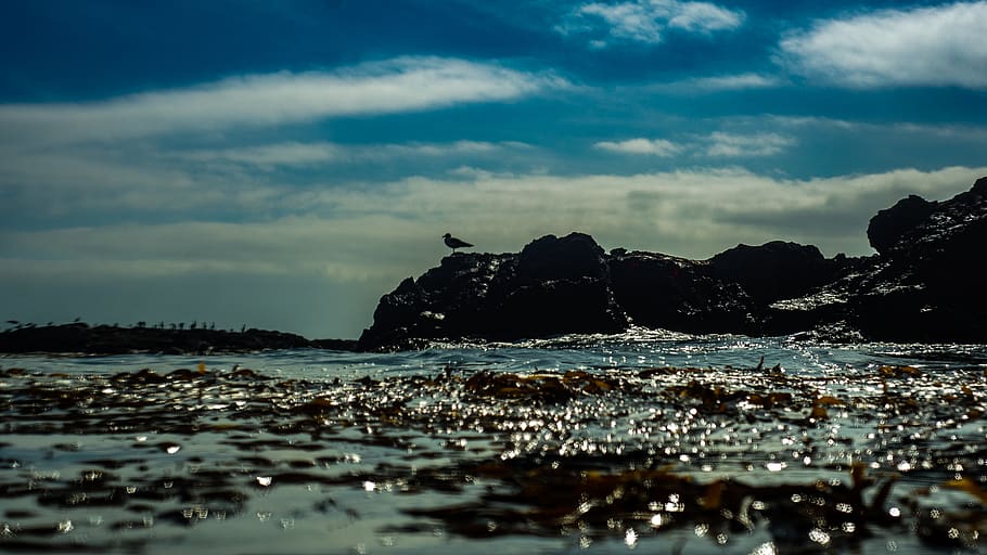 Silhouette Photo of Bird Perching on Rock Formation Beside Body of Water HD wallpaper