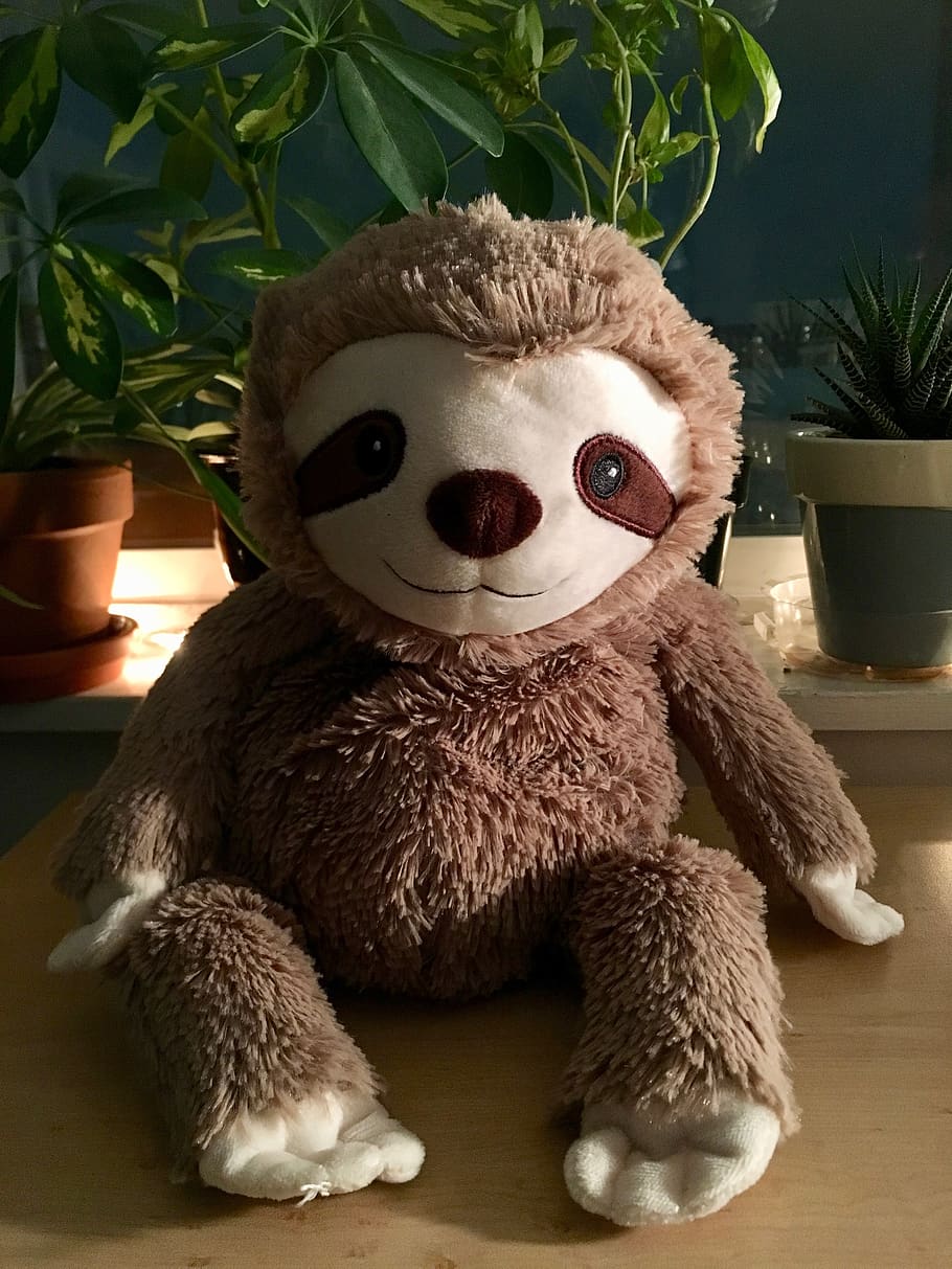 sloth, stuffed animal, cute, evening, plush, brown, toys, baby animal