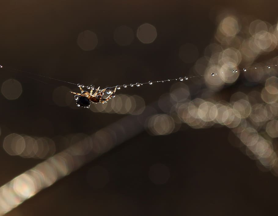 spider, dew, wet, drops, spider web, acrobat, bokeh, close-up HD wallpaper