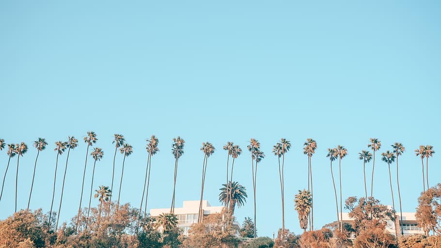 palm trees during daytime, sky, clear sky, low angle view, copy space HD wallpaper