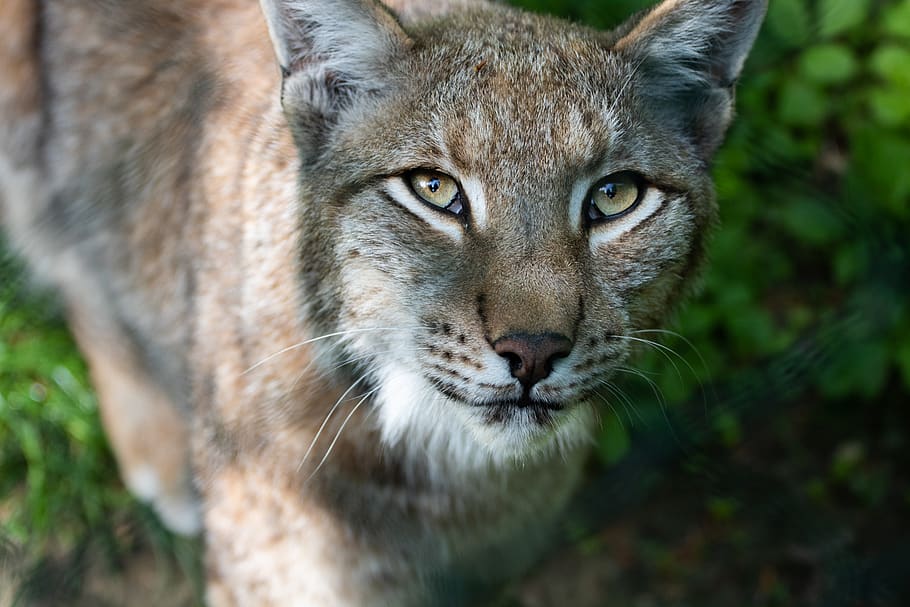 lynx, cat, animal, animal themes, mammal, one animal, animal wildlife HD wallpaper