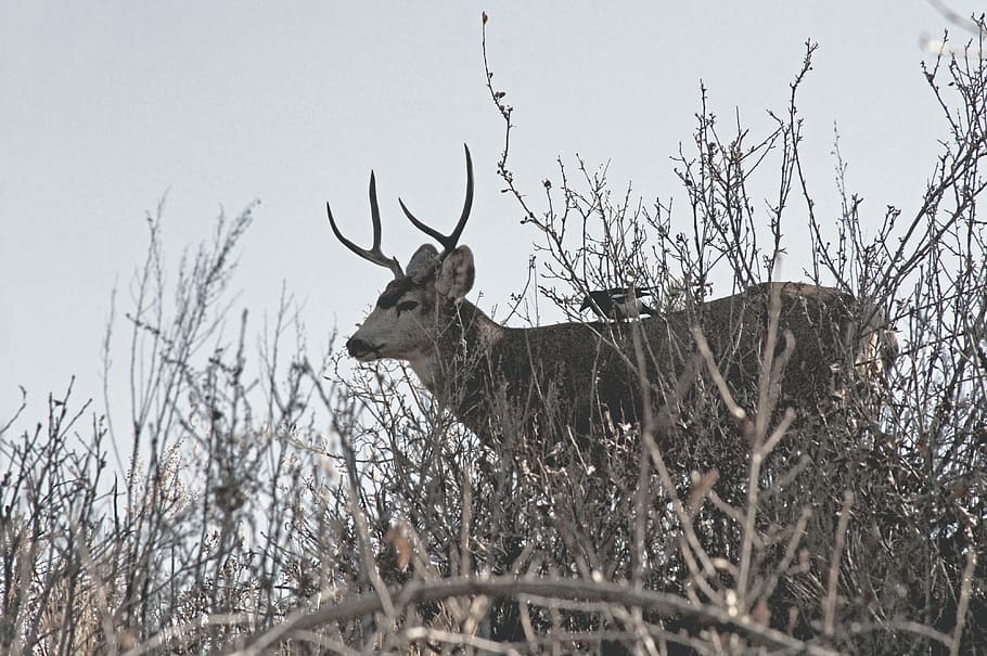wilderness, animal, bird, deer, animal themes, mammal, animal wildlife HD wallpaper