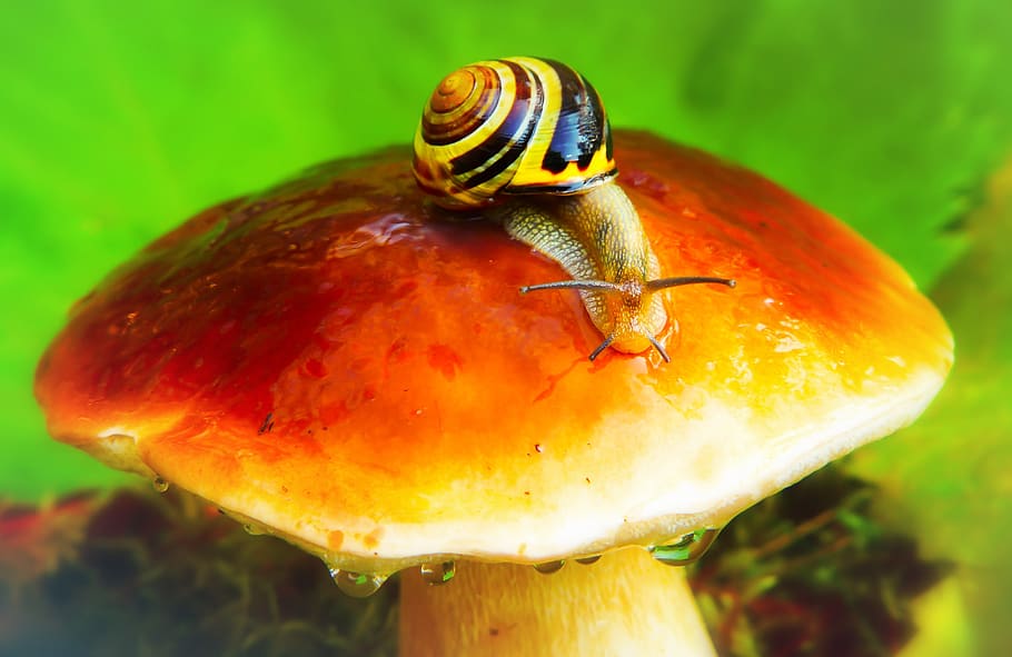 wstężyk huntsman, snail, mushroom, drops, autumn, seasons of the year, HD wallpaper