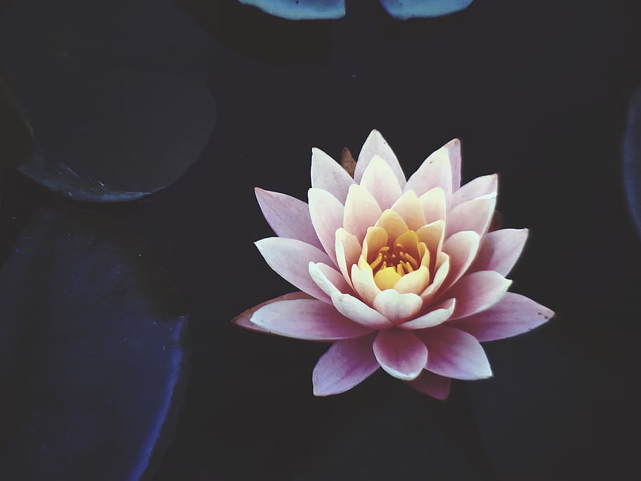 Pink Waterlily Flower in Full Bloom, aquatic, beautiful, blooming HD wallpaper