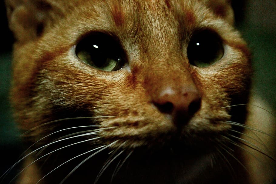 Free download | HD wallpaper: cat, kitten, cat's eyes, close up, orange