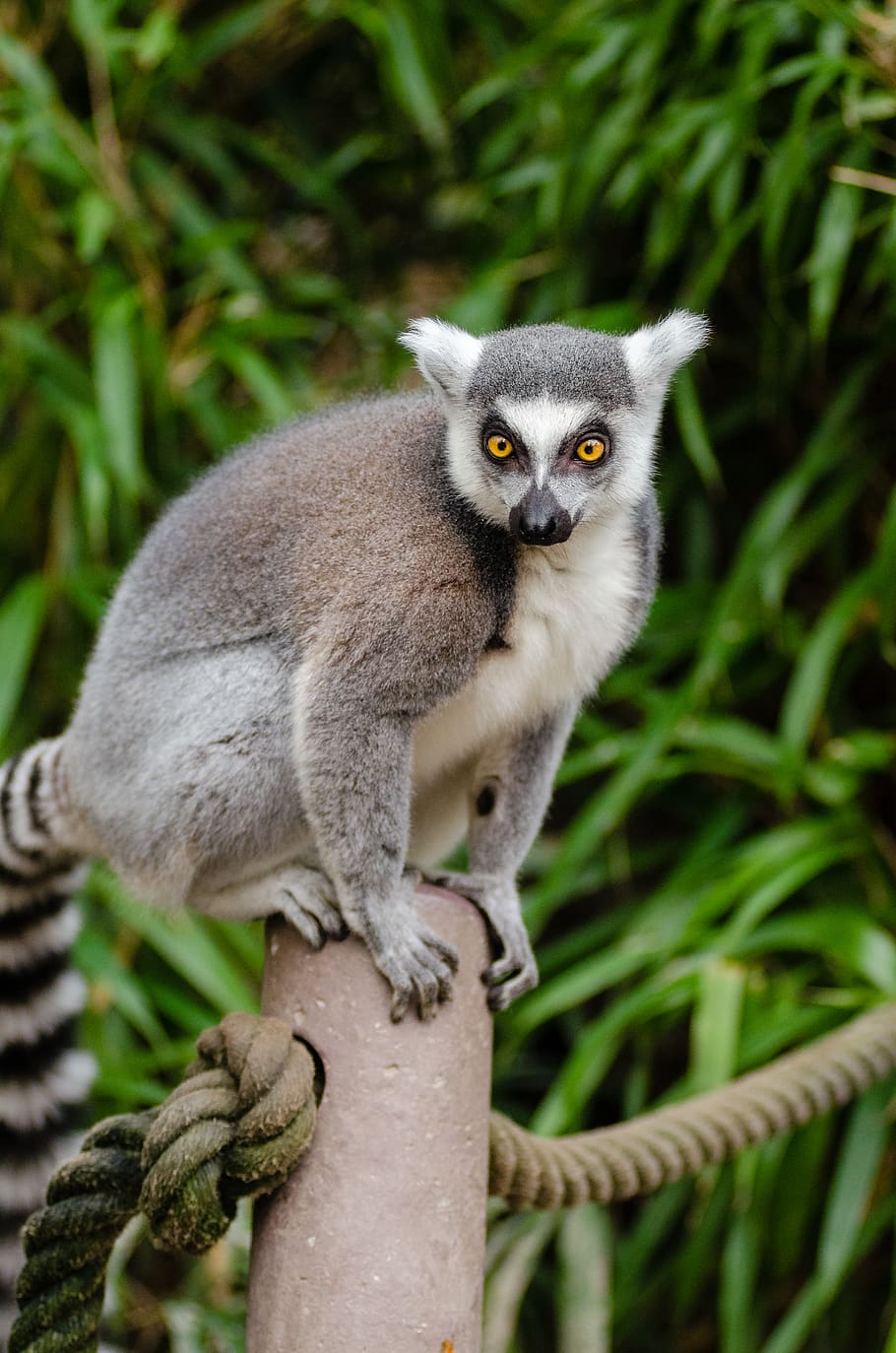 Ring Tailed Lemur on Grey Post, animal, cute, fur, grass, little HD wallpaper