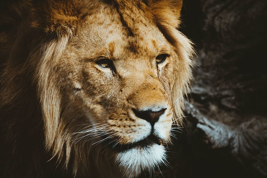closeup photography of lion, mane, lion face, animal, portrait HD wallpaper