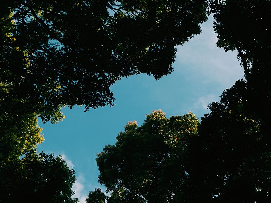 tall green trees, flare, light, silhouette, nature, outdoors HD wallpaper