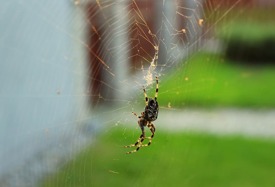 spider, araneus, hotel, cobweb, insect, phobia, nature, alive, HD wallpaper