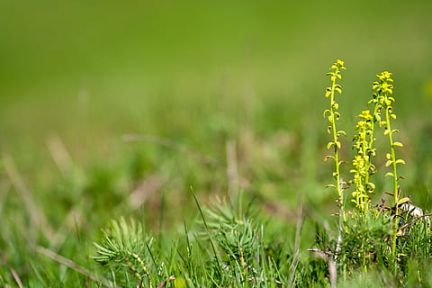 grass, nature, spring, landscape, meadow, green, quietly, plant HD wallpaper
