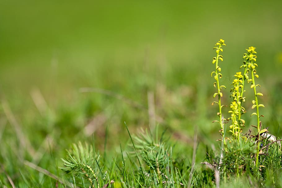 grass, nature, spring, landscape, meadow, green, quietly, plant HD wallpaper