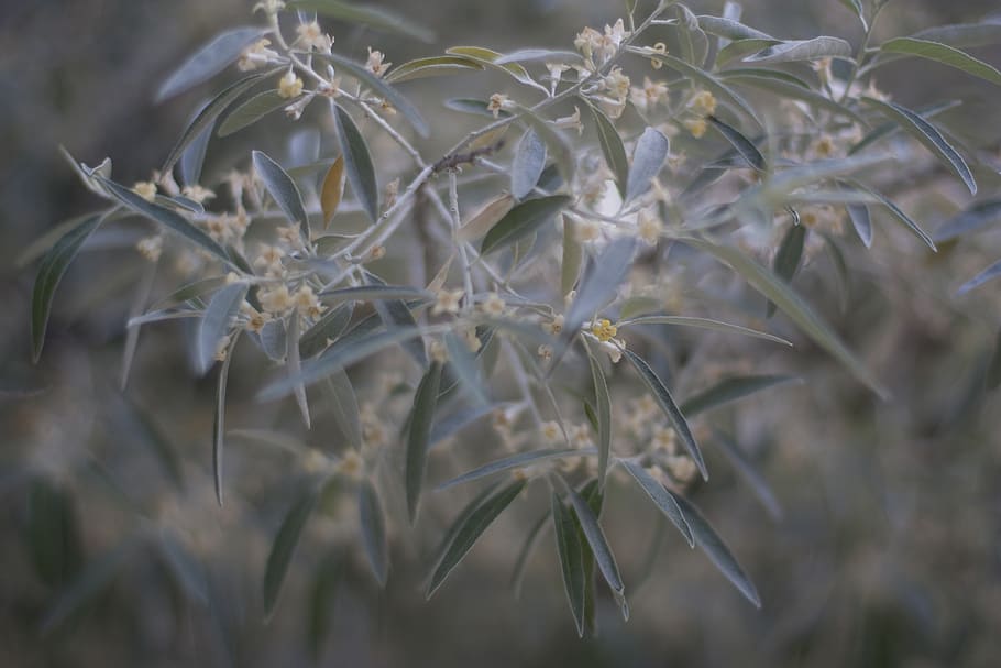 plant, growth, close-up, no people, nature, day, beauty in nature HD wallpaper