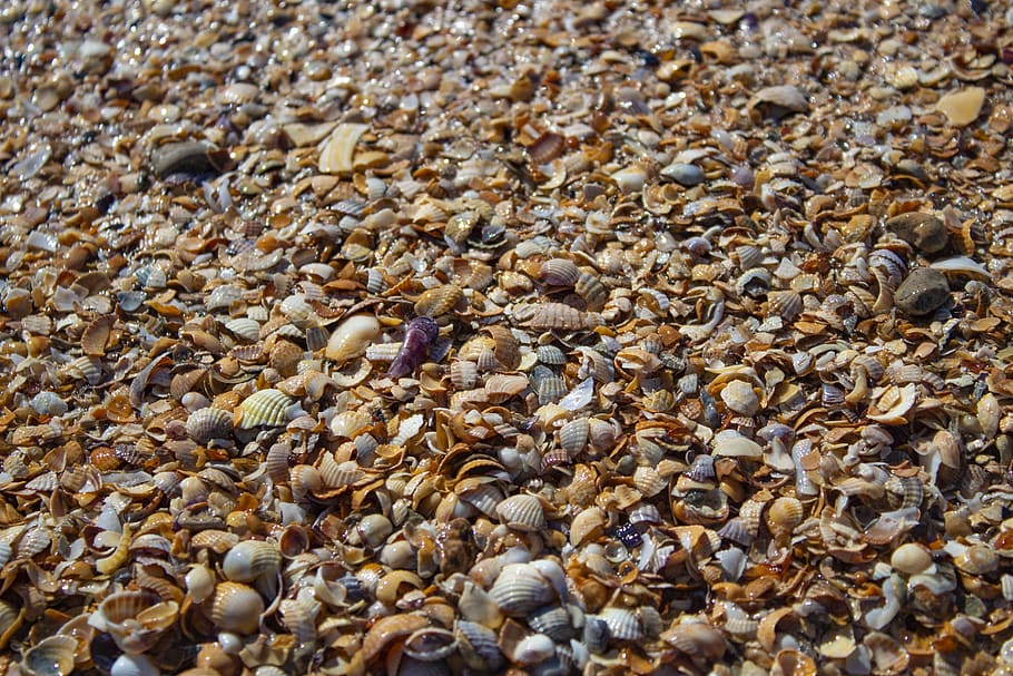 seashells, water, wet, coast, background, texture, full frame HD wallpaper