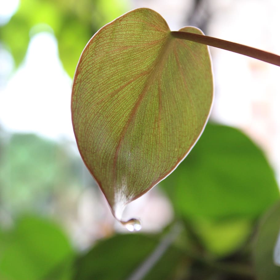 leaf, sunlight, leaves, nature, bright, water drop, summer HD wallpaper