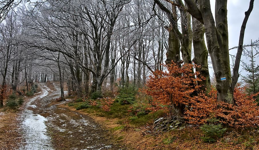 forest, beeches, way, beskids, magura wilkowicka, winter, snow HD wallpaper