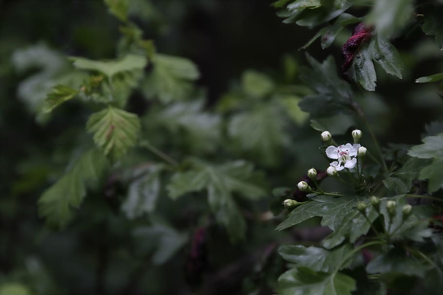 hawthorn, spring, bloom, nature, crataegus, plant, growth, freshness HD wallpaper