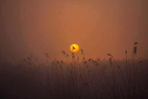 sunrise, spring lake, mood, reed, nature conservation, atmospheric HD wallpaper