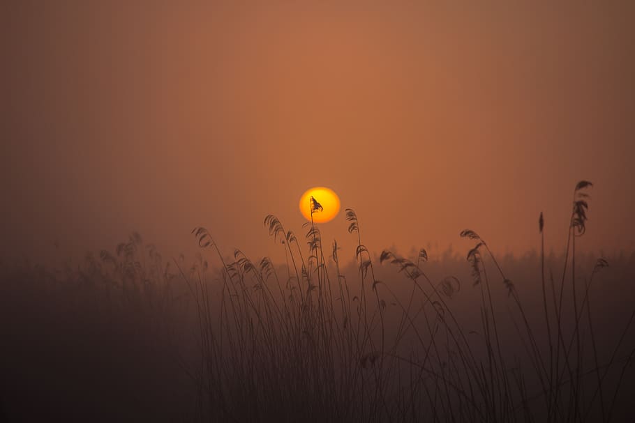 sunrise, spring lake, mood, reed, nature conservation, atmospheric HD wallpaper