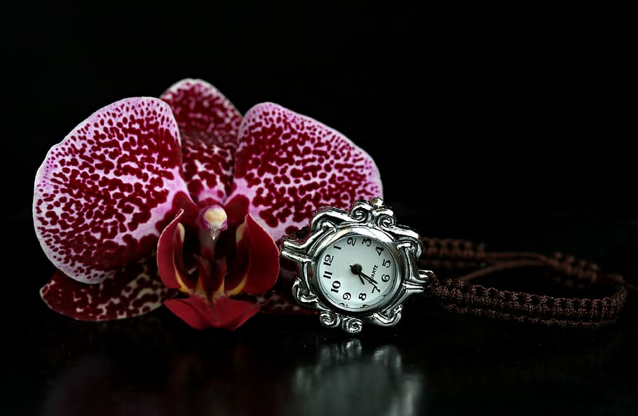 orchid, watch, gem, flower, plant, presentation, time, black background HD wallpaper